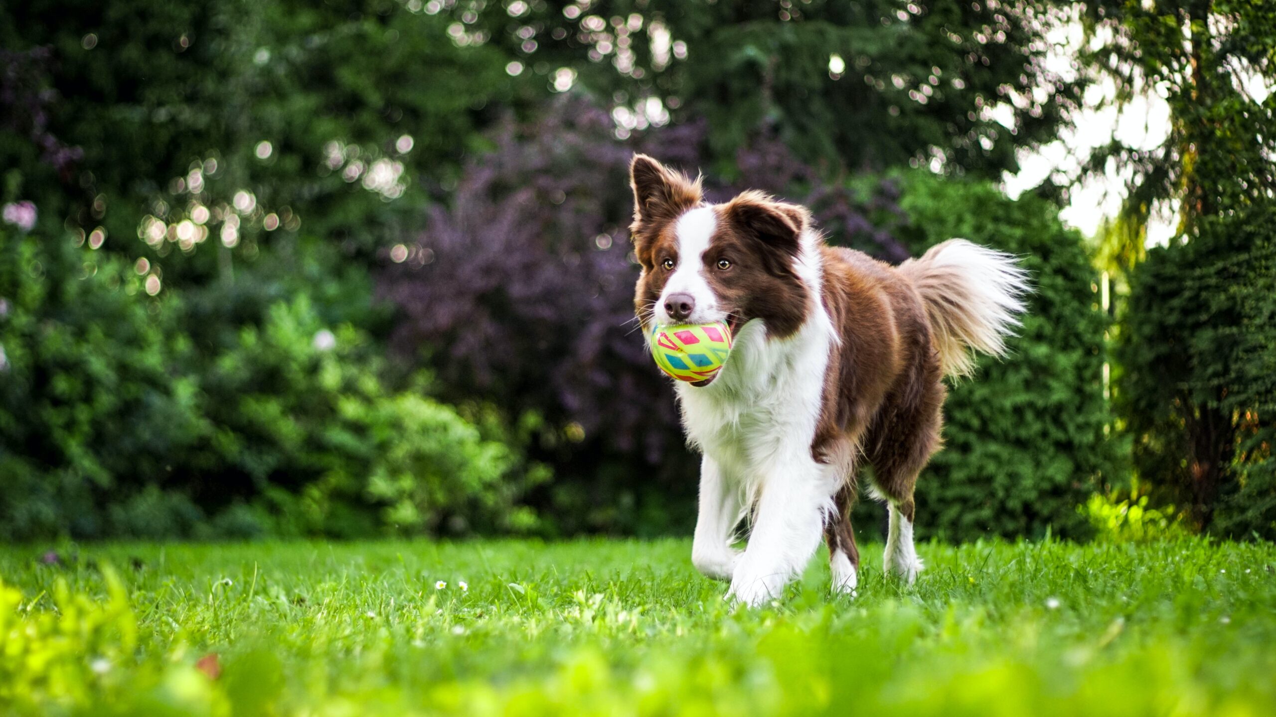 Bilden visar en hund som leker. Så här löser du hundtrimning, kloklippning och hunddagis i Stockholm.